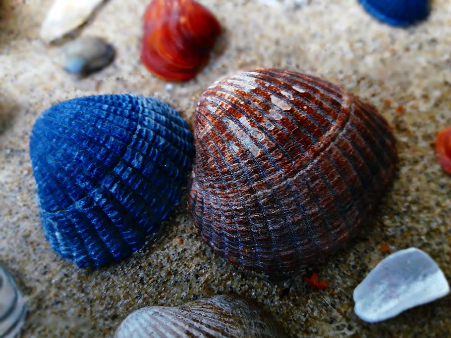shells, sand, sea, nature, holiday, close-up, animal wildlife HD wallpaper