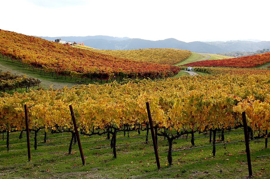paso robles, united states, fall colors, orange, yellow, vines