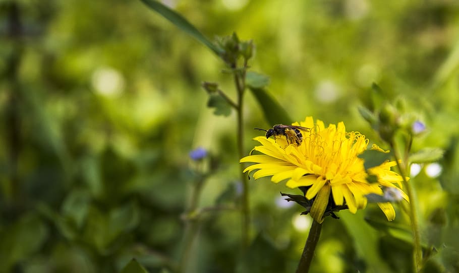 spring, flowers, yellow, bee, nature, flora, beauty, macro HD wallpaper