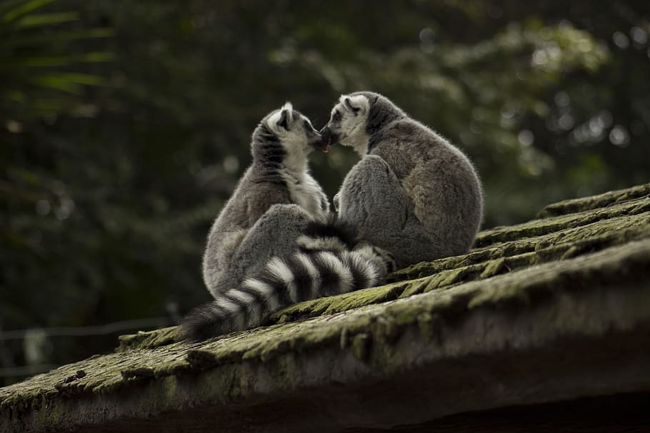 Two Primate on Roof, animals, blurred background, close-up, cute HD wallpaper