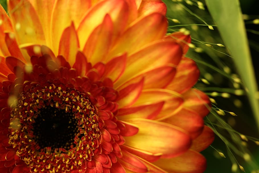 gerbera, yellow, macro, flower, blossom, bloom, close up, nature HD wallpaper