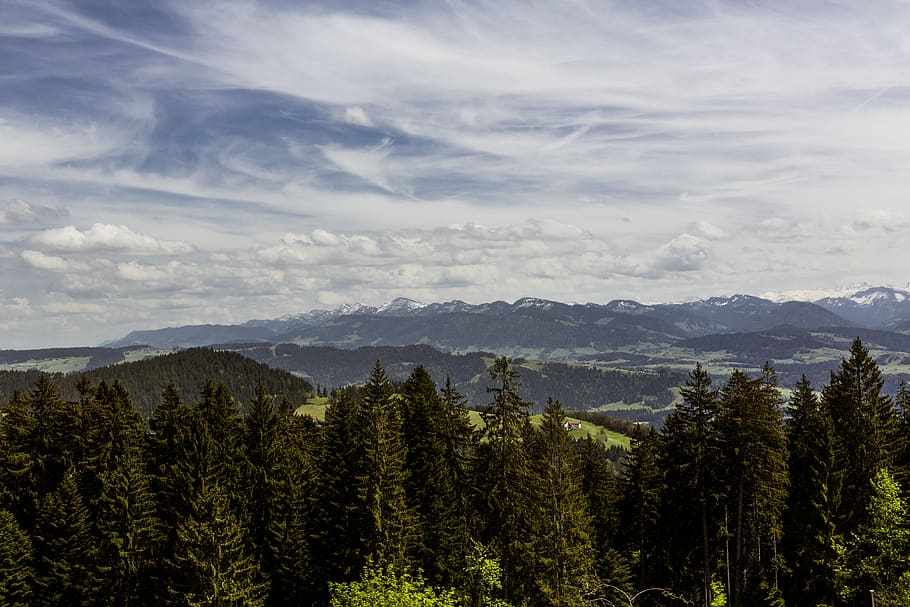 Pine Trees Under White Clouds during Daytime, forest, landscape HD wallpaper