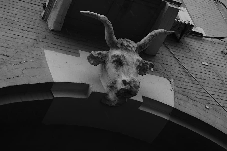 beef, nowt, ox, bullock, stag, neat, head, horns, detail, big, HD wallpaper