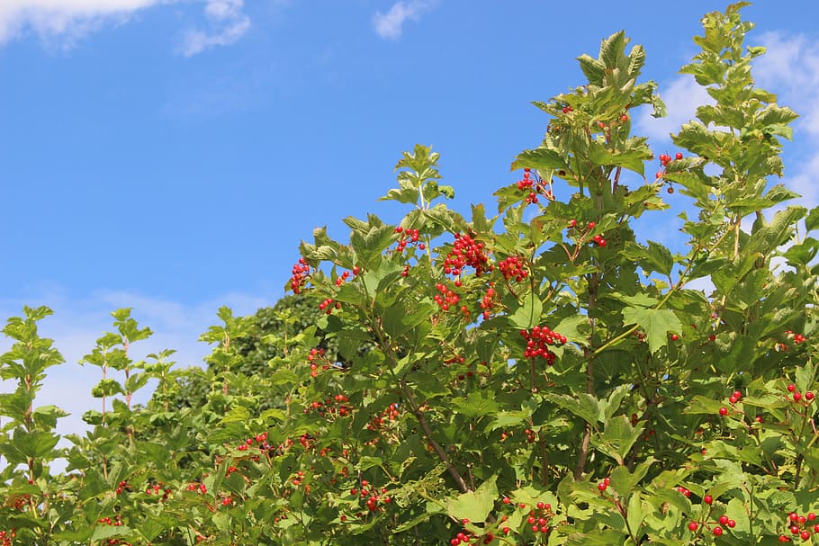 sky, trees, clouds, berries, plant, growth, plant part, leaf HD wallpaper
