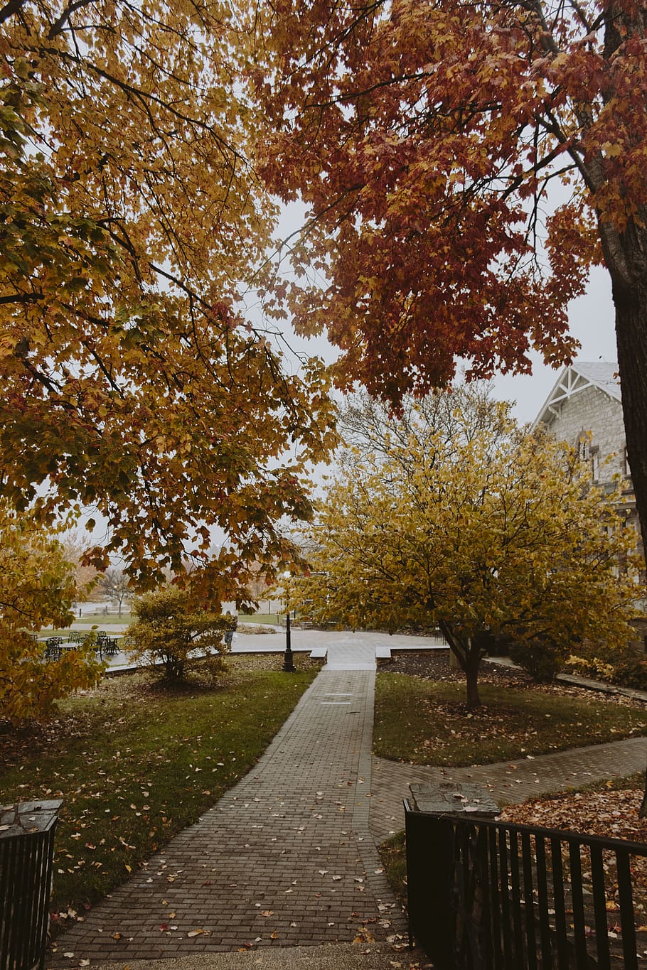 fall, trees, plant, autumn, change, direction, footpath, nature HD wallpaper