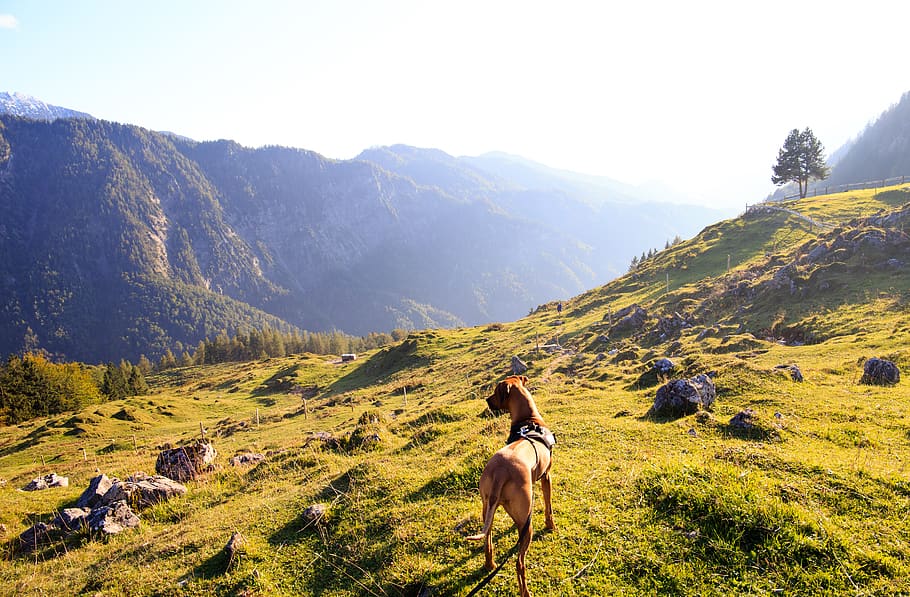 Adult Tan Great Dane Standing on Top of Mountain Under White Sky HD wallpaper