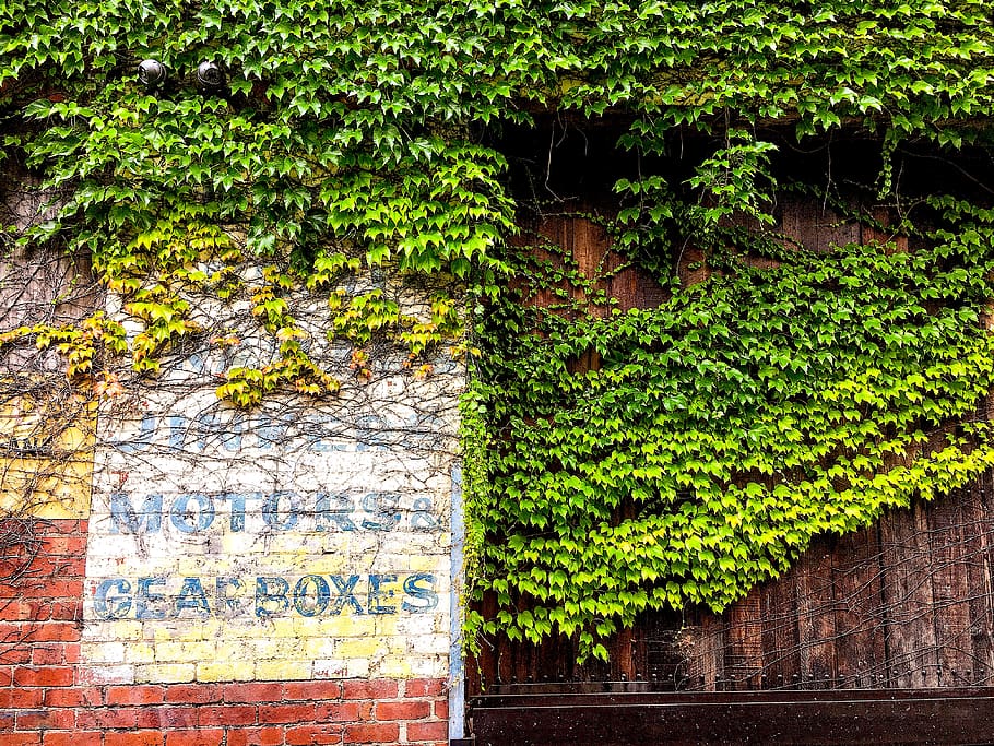 australia, northcote, leaves, bricks, wall, plant, growth, architecture HD wallpaper