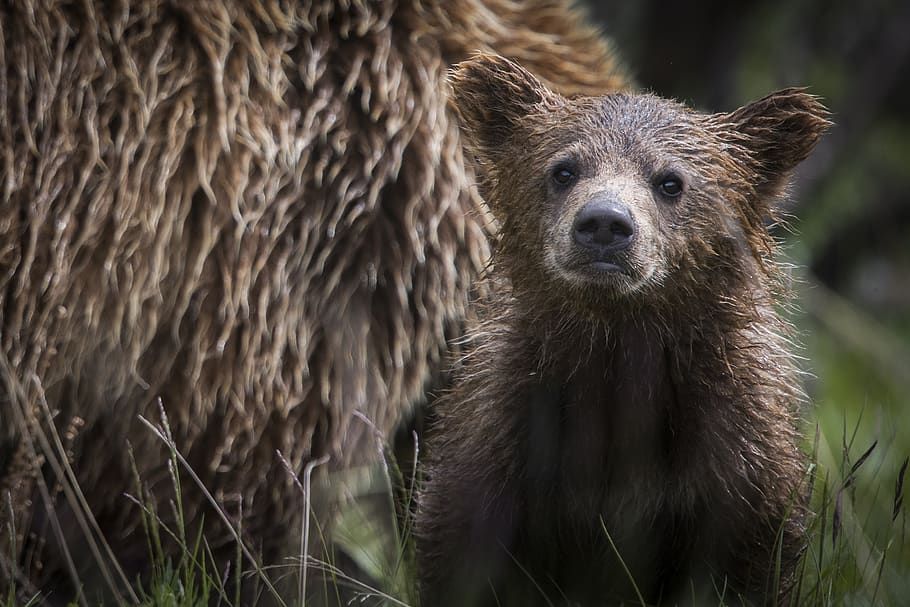 bear, cub, young, baby, grizzly, nature, animal, mammal, wildlife HD wallpaper