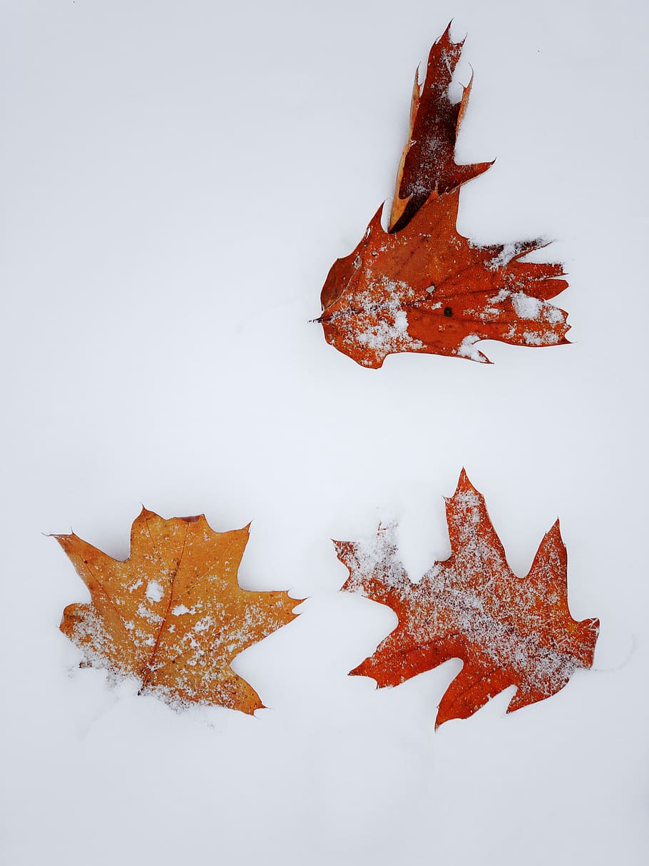 orange maple leaf on snowfield, plant, tree, chemin olmsted, montréal HD wallpaper