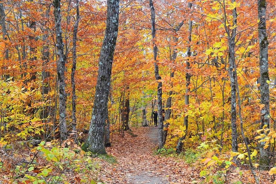 path, leaves, autumn, forest, nature, landscape, tree, atmosphere HD wallpaper