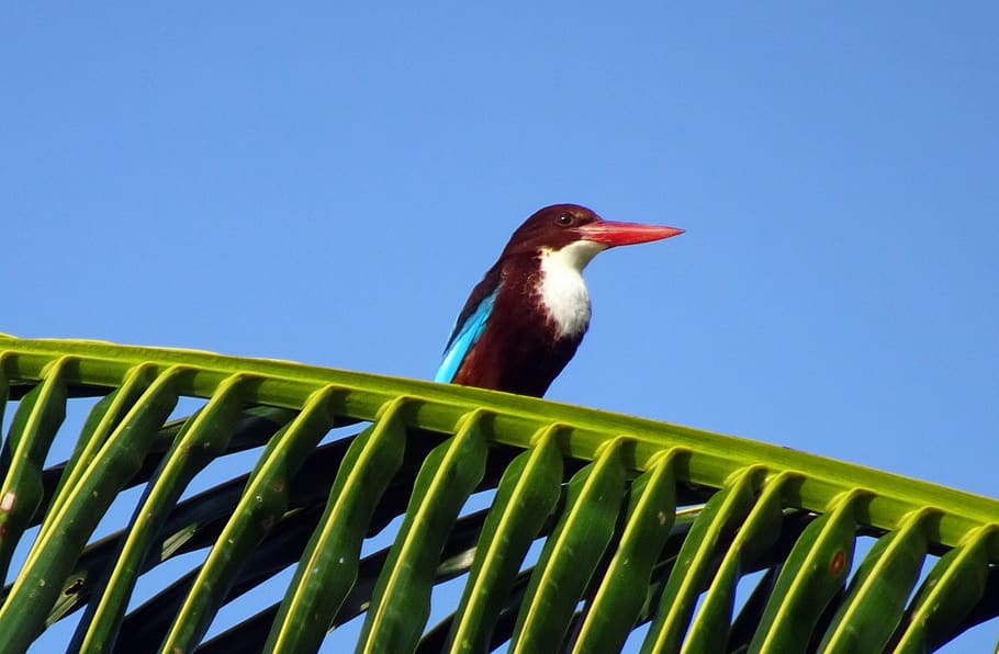 bird, kingfisher, white-throated kingfisher, halcyon smyrnensis, HD wallpaper