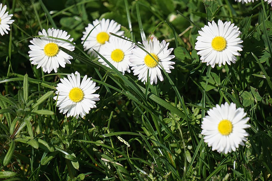 White Petal Flower Field, bloom, blooming, blossom, bright, close-up HD wallpaper