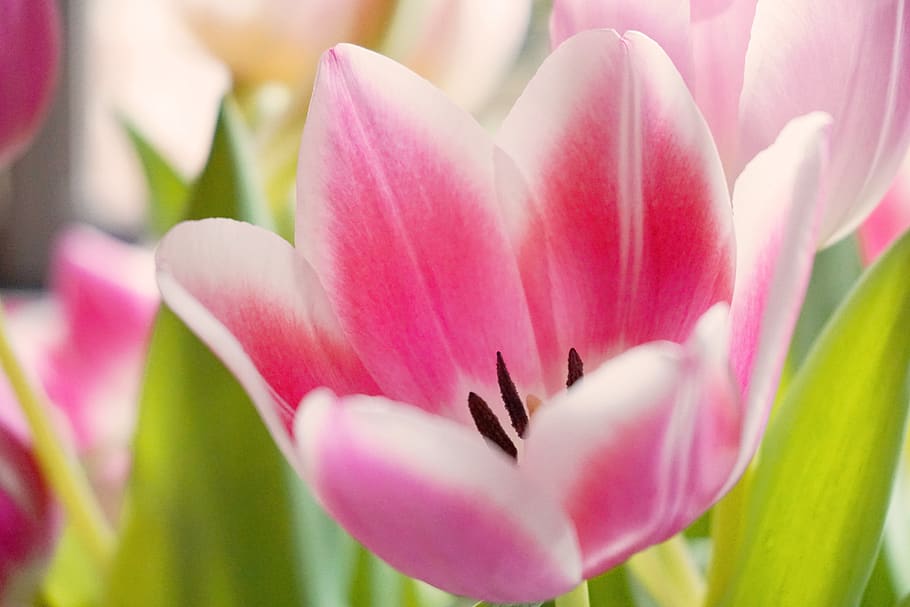 tulip, flower, tulips, spring, garden, nature, pink, bloom HD wallpaper