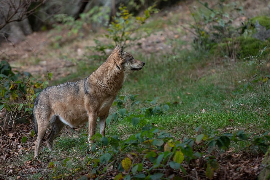 wolf, forest, animal, predator, nature, animal world of, mammals HD wallpaper