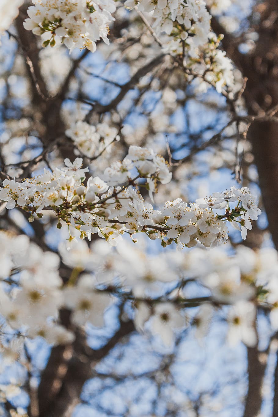 blooming white cherry blossoms, plant, flower, petal, pollen HD wallpaper
