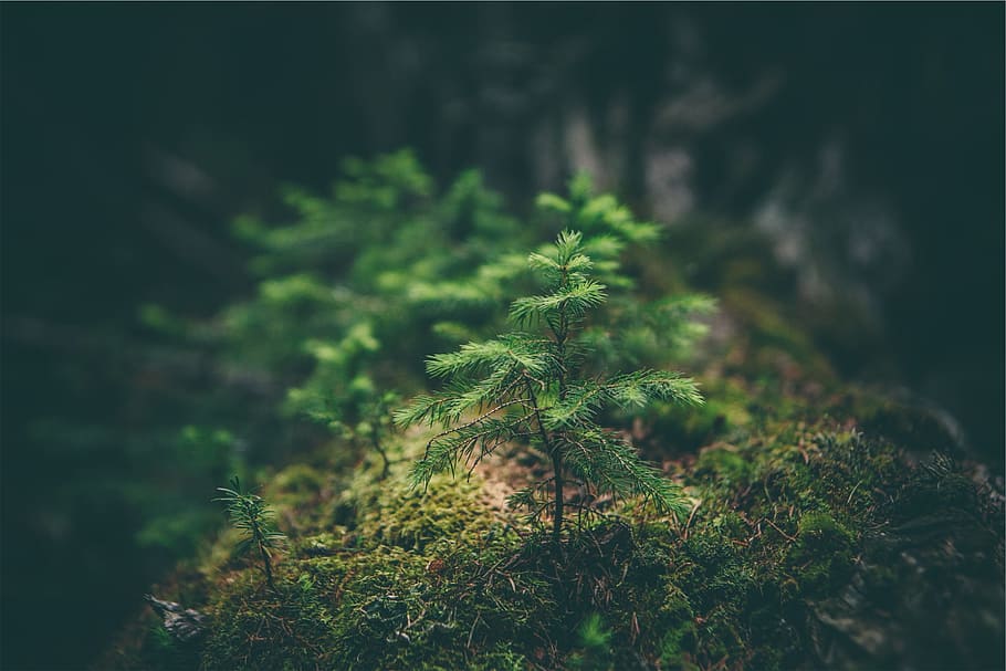 plants, nature, growth, green color, no people, tree, land HD wallpaper