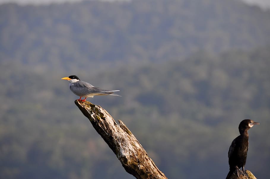 birds, twig, nature, vertebrate, animals in the wild, animal wildlife HD wallpaper