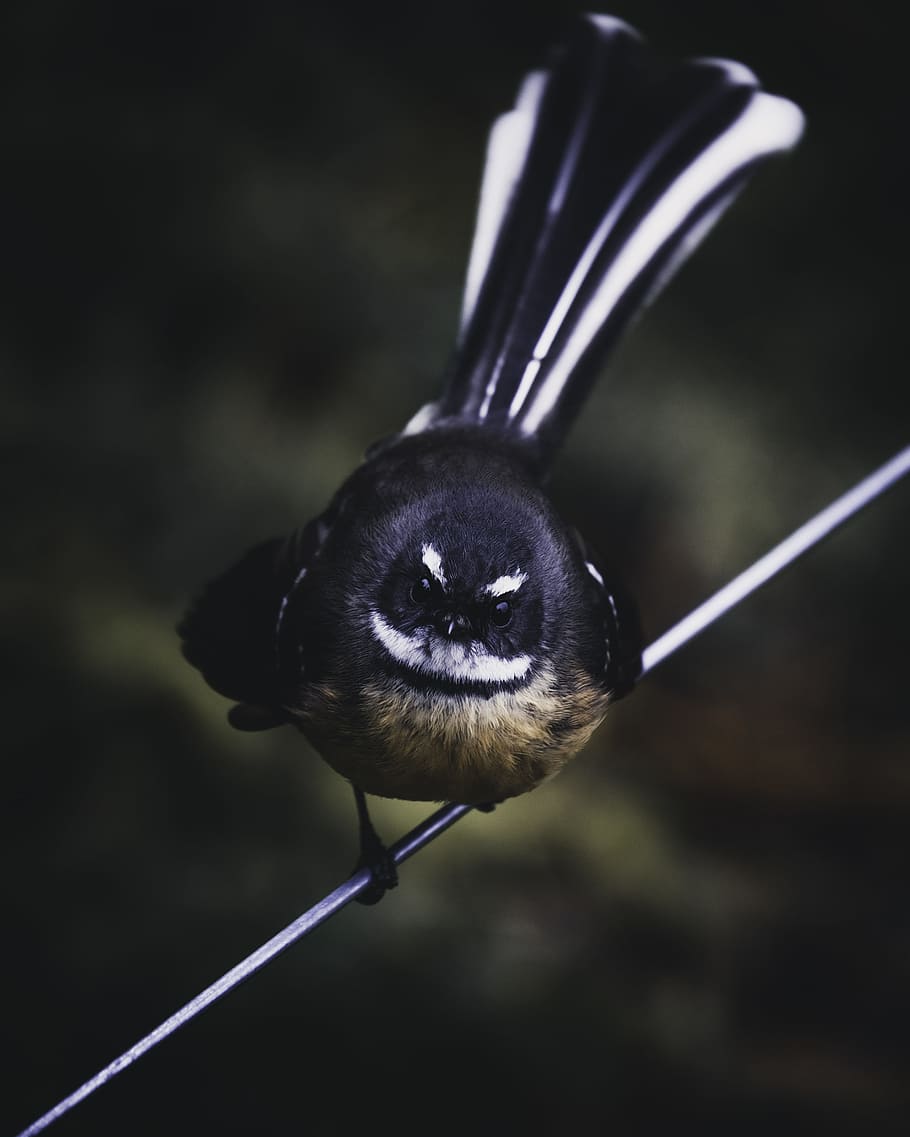 black and brown small beaked bird on white wire, perch, sat, sitting HD wallpaper