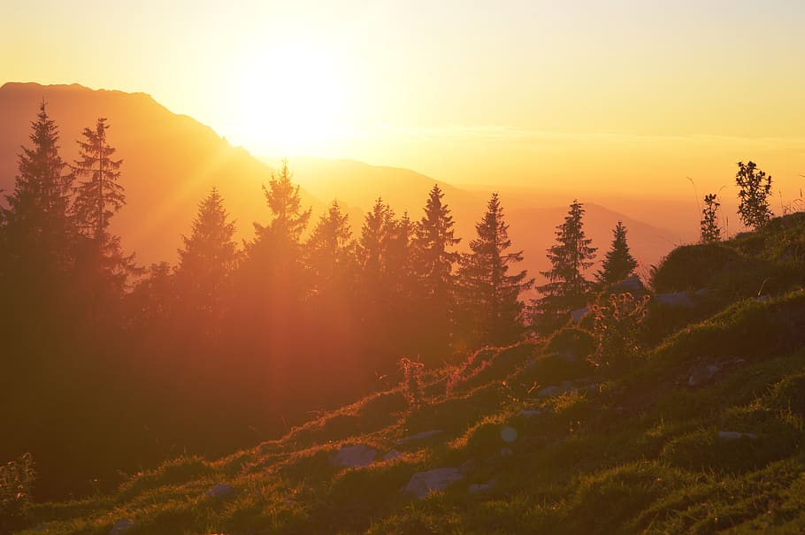 Silhouette Photo of Trees, backlit, dawn, mountain, nature, sunrise HD wallpaper