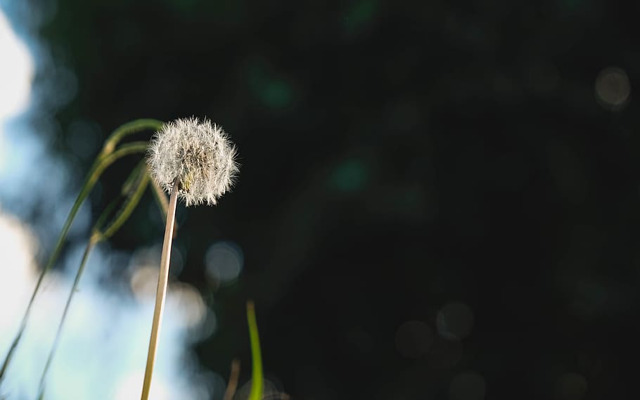dandelion, grass, close up, flower, nature, plant, fragility HD wallpaper
