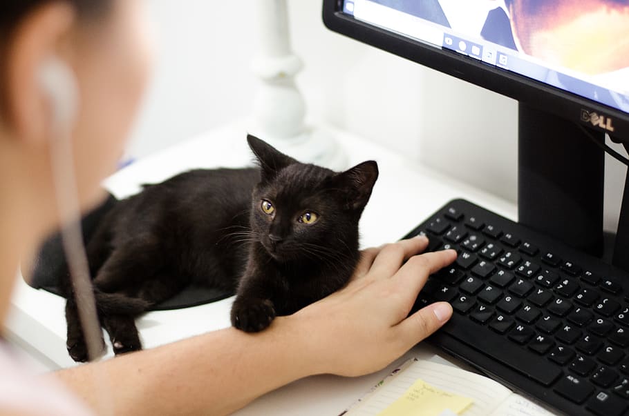 Black Cat Holding Persons Arm, black keyboard, computer keyboard HD wallpaper