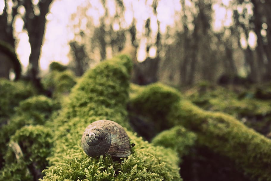 moss, forest, snail, shell, autumn, melancholic, thoughtful HD wallpaper