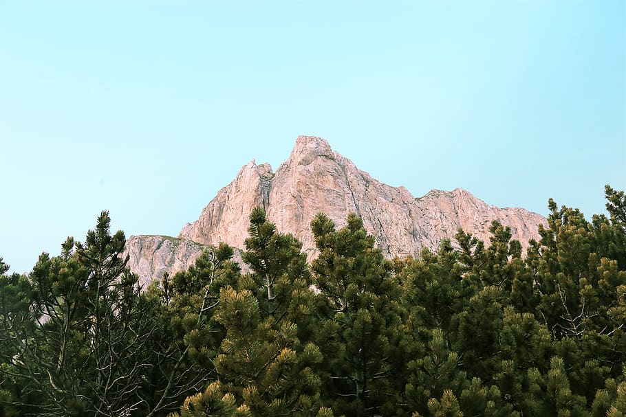 mountain peak and trees, plant, nature, fir, abies, outdoors HD wallpaper