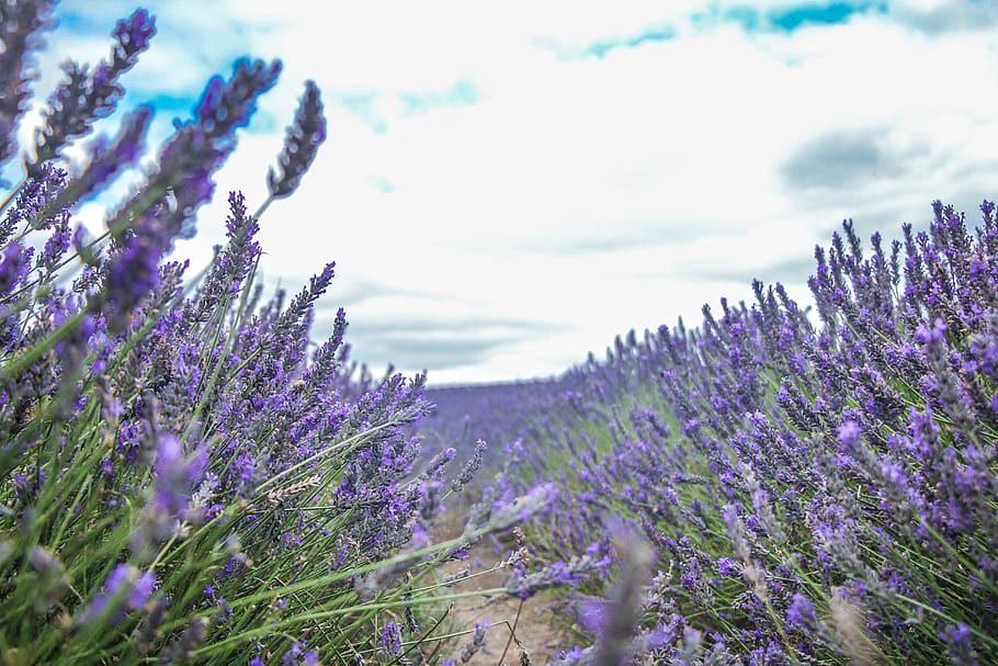 lavender, flower, landscape, flowering plant, growth, beauty in nature HD wallpaper