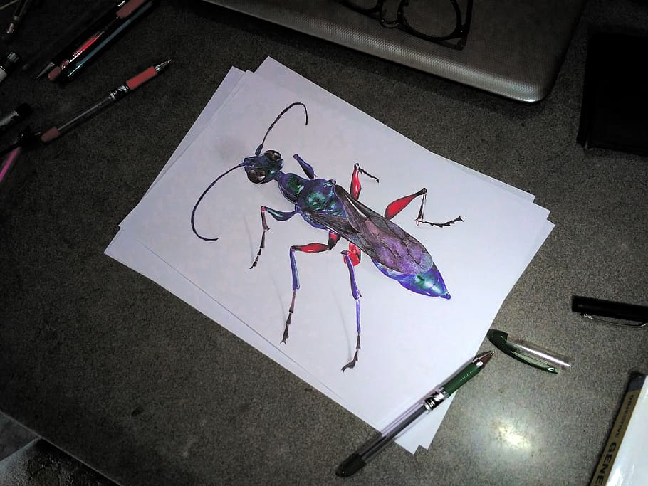 emerald cockroach wasp, ballpoint, ballpoint art, sketch, jewel wasp, HD wallpaper