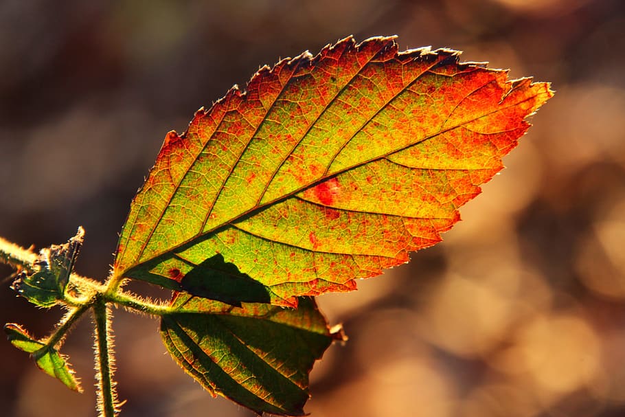 leaves, backlighting, autumn, forest, fall foliage, tree, nature HD wallpaper