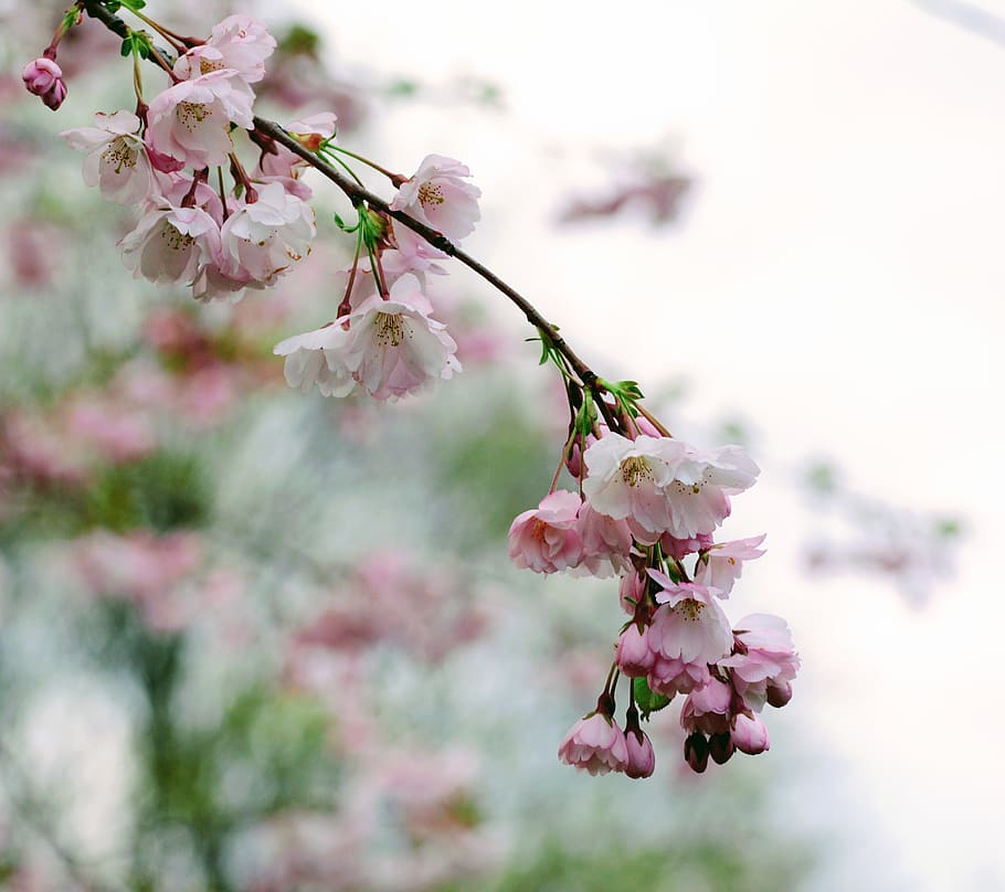 pink petaled flower, fragility, flowering plant, vulnerability HD wallpaper