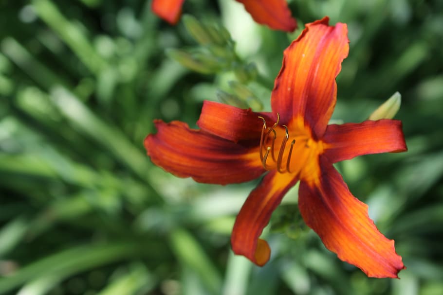 flowering plant, beauty in nature, vulnerability, petal, fragility HD wallpaper