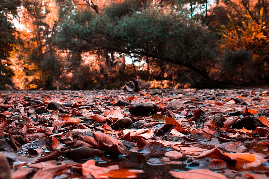 leaf, plant, ground, tree, maple, maple leaf, autumn, river HD wallpaper