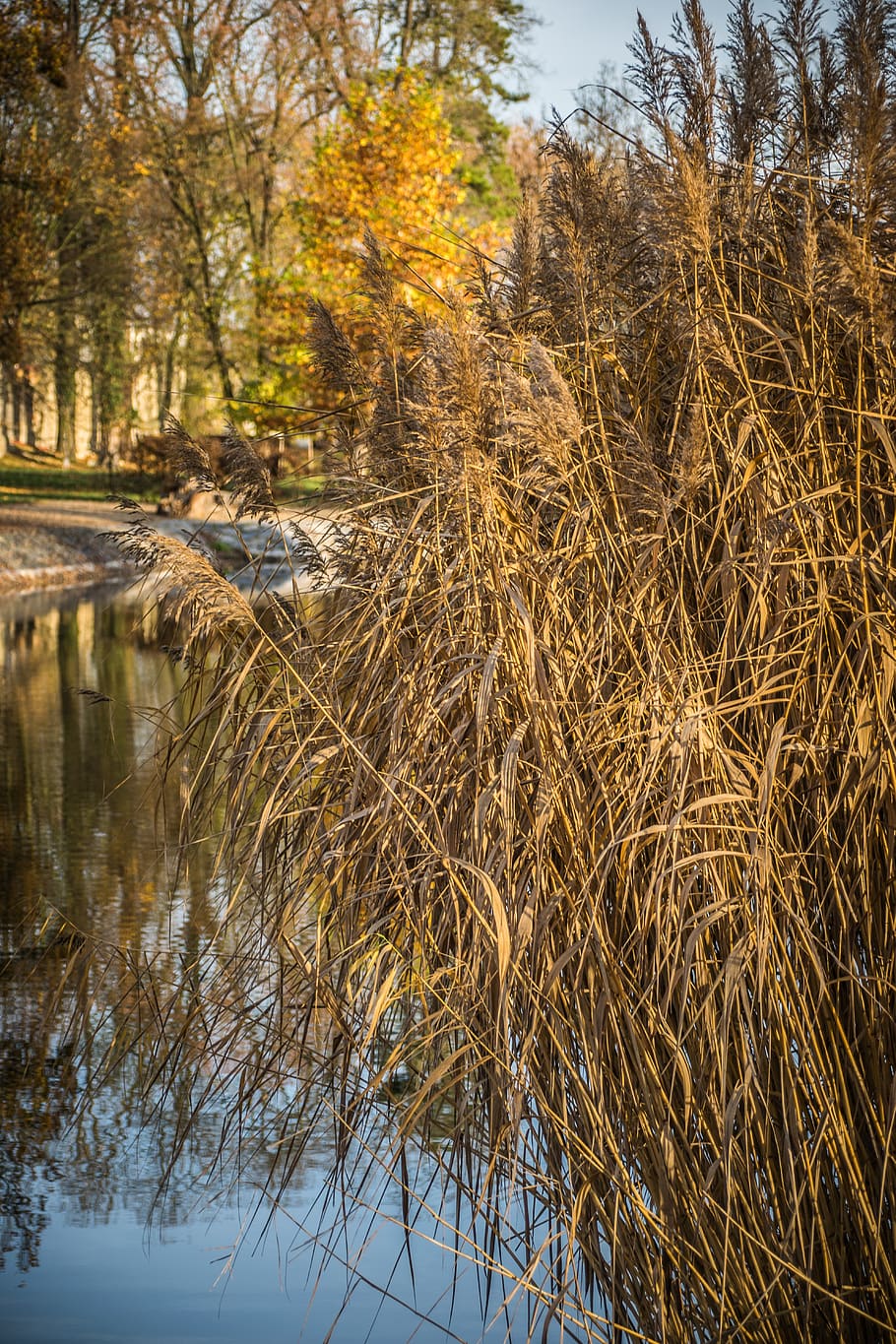 reeds, surface, water, pond, reflection, trees, bank, plant HD wallpaper