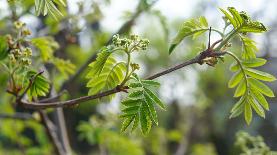 nature, plants, tree, branch, green, foliage, young, spring HD wallpaper