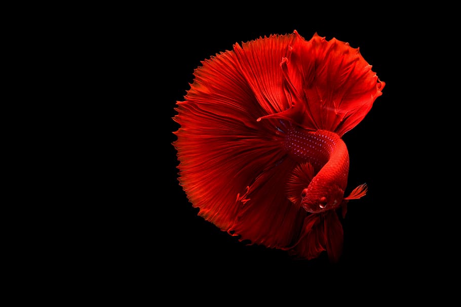 fish, underwater, red, betta, aquarium, studio shot, beauty in nature HD wallpaper
