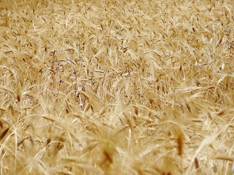 corn, field, autumn, gold, full frame, agriculture, cereal plant HD wallpaper