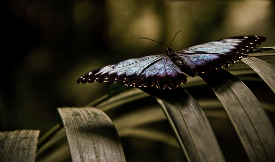 butterfly, blue, leaf, insect, nature, wing, butterflies, plant HD wallpaper