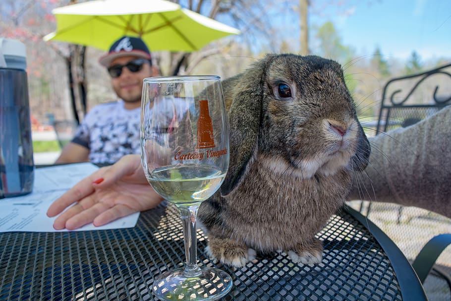 bunny, wine, real people, food and drink, animal, one person HD wallpaper