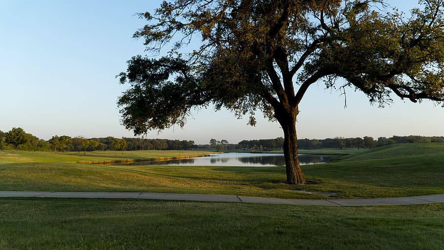 golf, golf course, golfing, green, grass, field, golfers, nature HD wallpaper