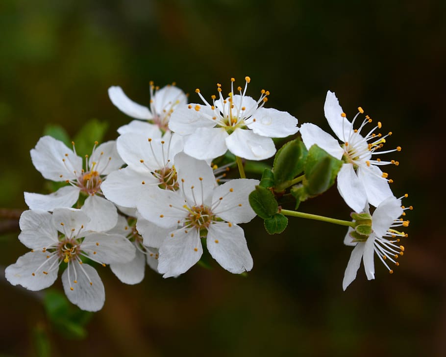 flora, flowers, wilde rose, flowering plant, fragility, beauty in nature HD wallpaper