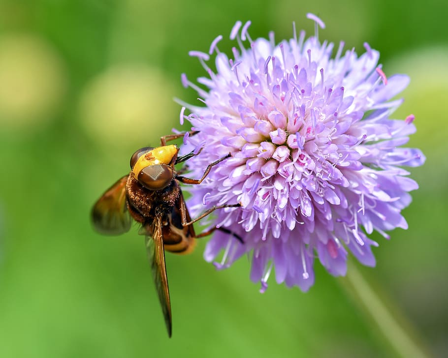 hoverfly, forage, pollen, insect, flower, purple, diptera, macro HD wallpaper