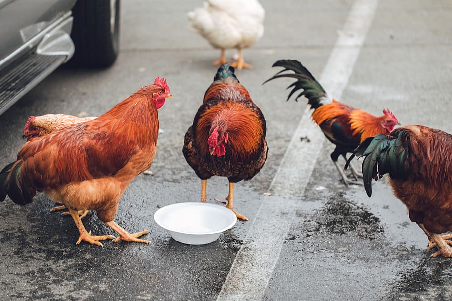 five assorted-color chickens, bird, chicken - bird, livestock HD wallpaper