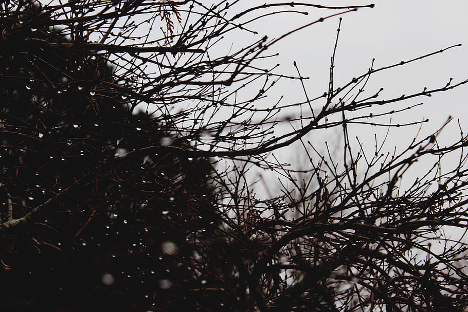 tree, branches, rain drops, gloomy, gray, grey, sky, overcast HD wallpaper