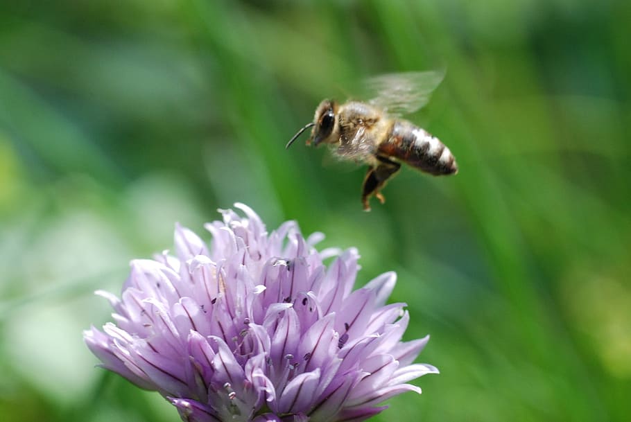 pollinating, pollen, pollination, honey, be, insect, fly, flower HD wallpaper