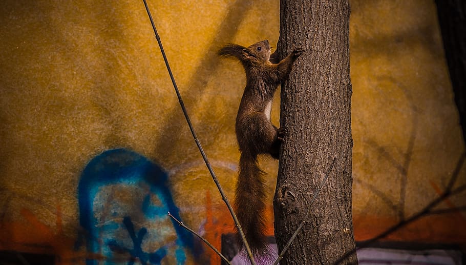 bucharest, romania, tineretului, squirrel, nature, tree, colors HD wallpaper