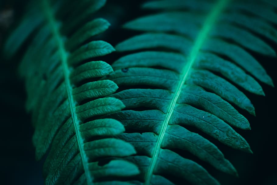 green, plants, mysterious, environment, leaves, nature, foliage HD wallpaper