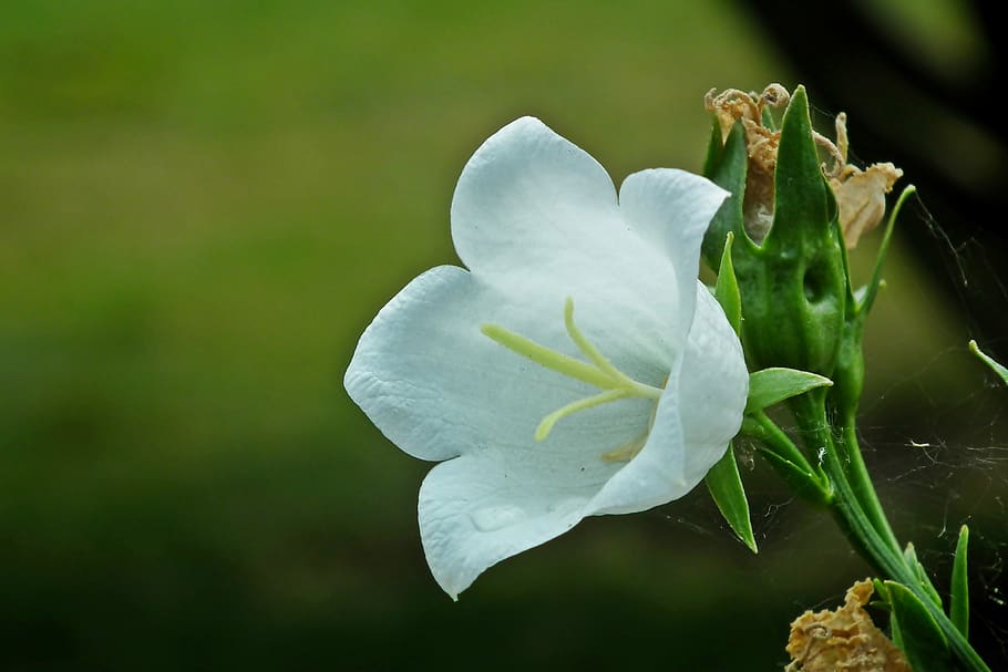 flower, rozwar, white, nature, closeup, garden, spring, the petals HD wallpaper