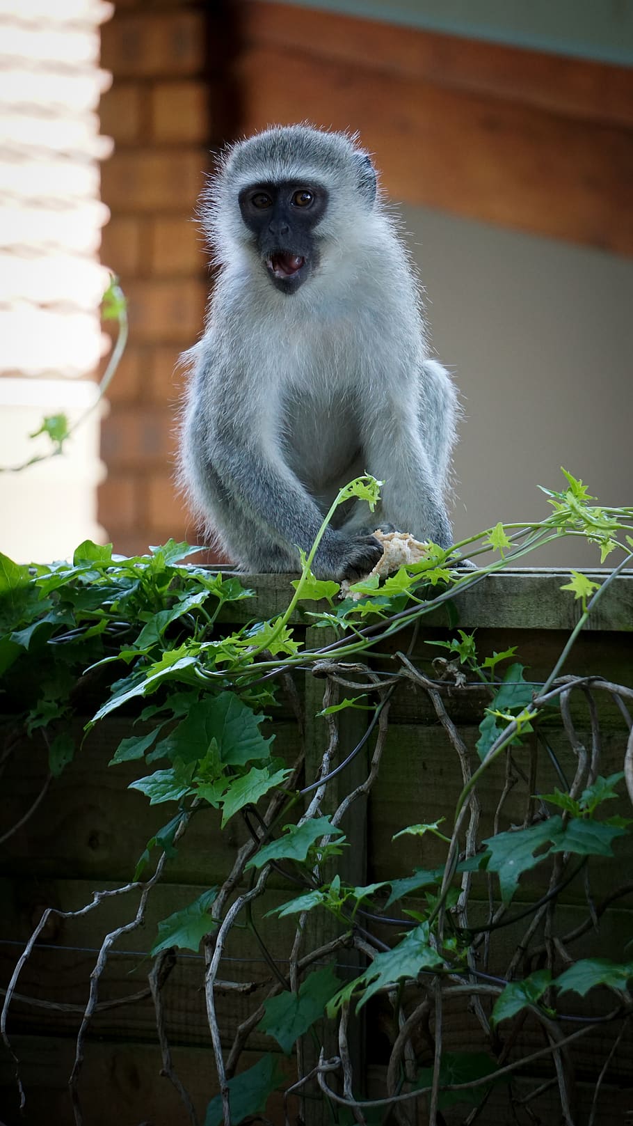 gray monkey near gray surface, wildlife, mammal, animal, pottery HD wallpaper