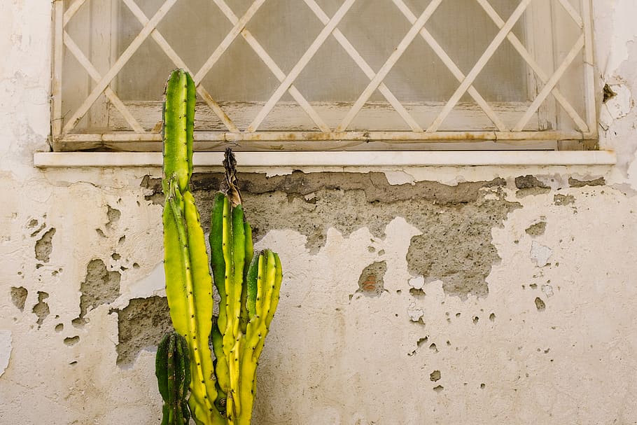 italy, capri, cracks, texture, window, cactus, grid, green HD wallpaper